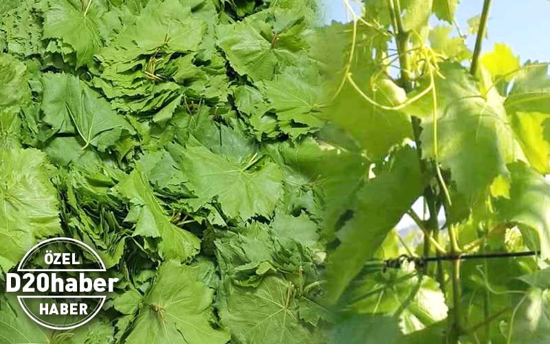 Sarmalık asma yaprağının fiyatı üzümden daha pahalı