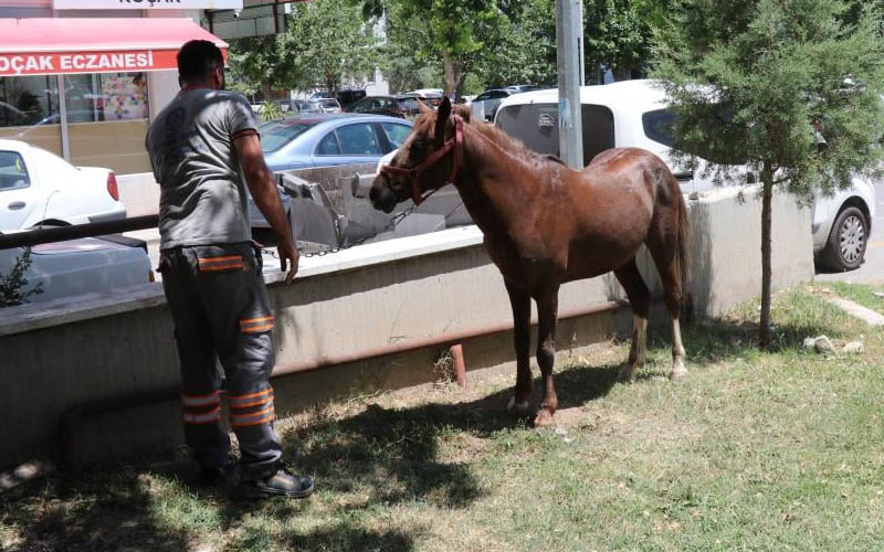 Ahırdan kaçan at şehir turuna çıktı