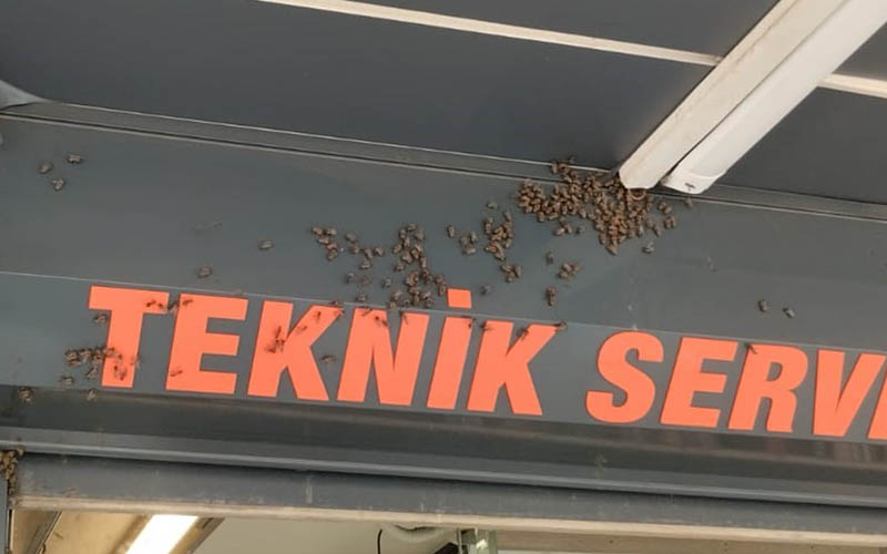 Kovandan kaçan arılar korku yarattı