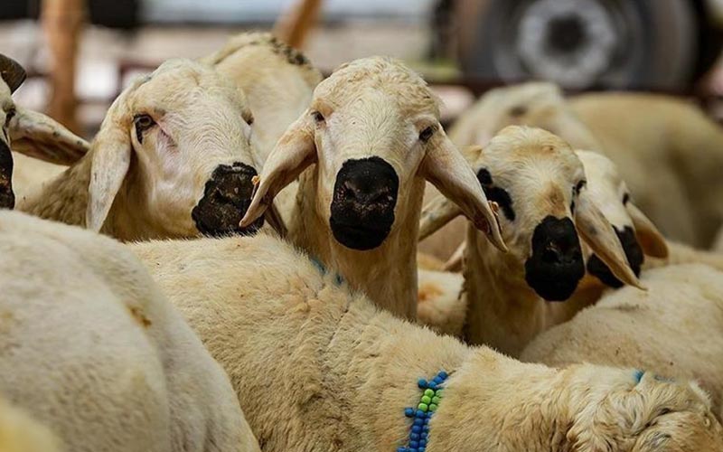 Bayram namazından önce kesilen kurban geçersiz