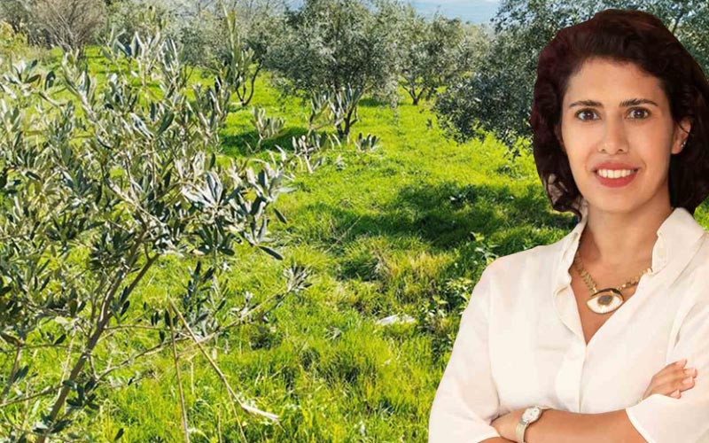 Elektrik üreticilerinden zeytin ağaçları açıklaması