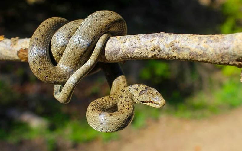 Yılan gördüğünüzde bunları yapın