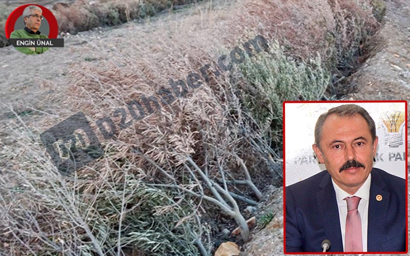 Zeytinlikler madene kurban edilecek, kanun teklifinde Tin’in de imzası var