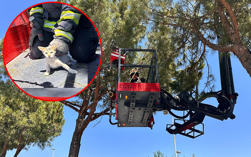 Yavru kedi köpekten kaçtı, ağaçta mahsur kaldı