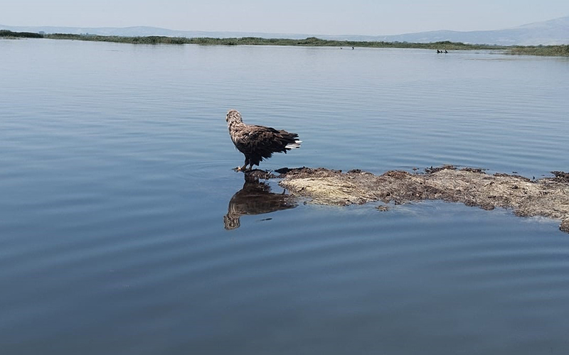 Ak kuyruklu kartal görüntülendi