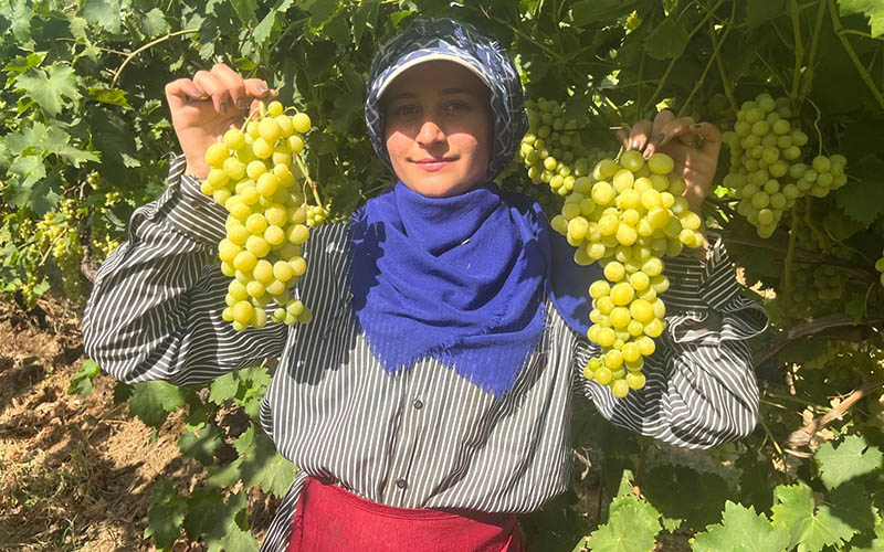 Buldan üzümünde hasat dönemi başladı
