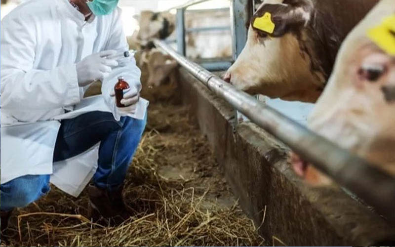 Şap hastalığı karantinası, hayvan pazarları kapatıldı