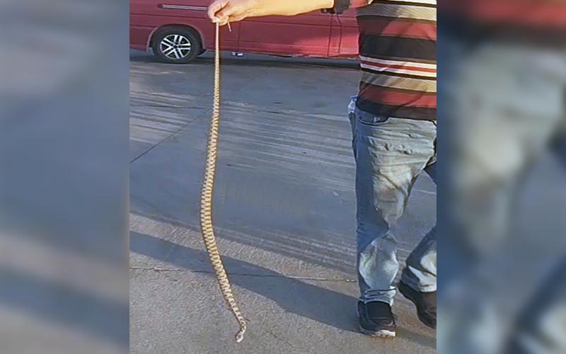 Akaryakıt istasyonuna yılan girdi