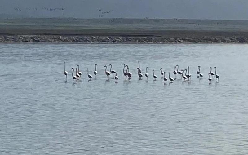 Flamingolar Acıgöl’e geldi