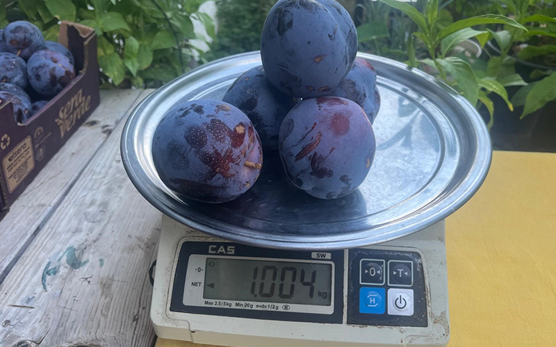 Süleymanlı Yaylası’nda yetişen eriklerin 5 adeti 1 kilo geliyor