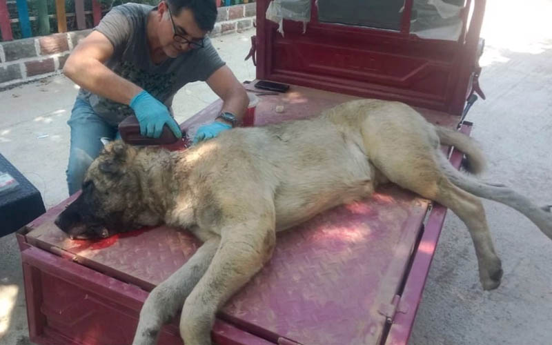 Domuz sürüsünün saldırısına uğrayan köpek yaralandı