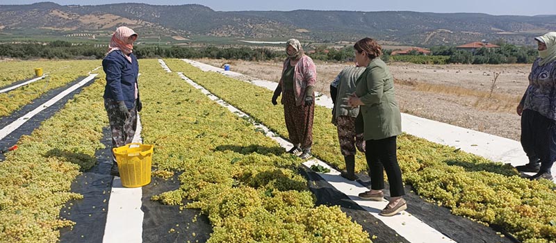 CHP Denizli Milletvekili Gülizar Biçer Karaca, üzüm fiyatını sordu