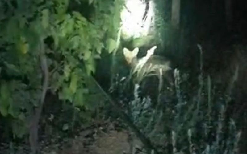 Aç kalan tilki üzüm bağında görüntülendi