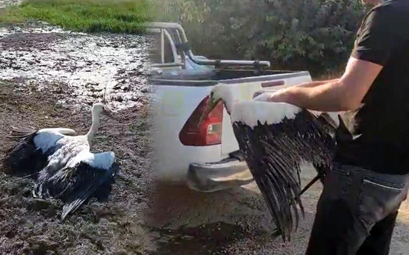 Balçığa saplanan leyleği balıkçılar kurtardı