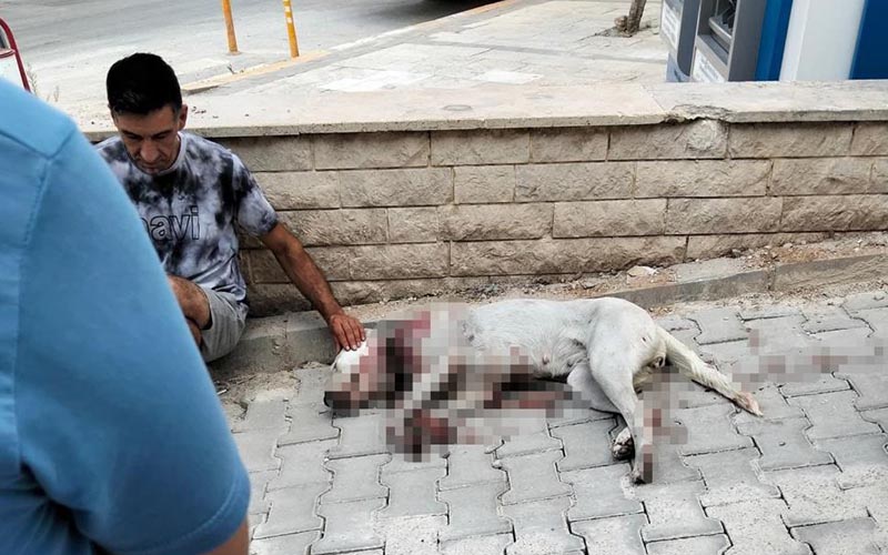 Gebe köpeği tüfekle vuran kişi tutuklandı