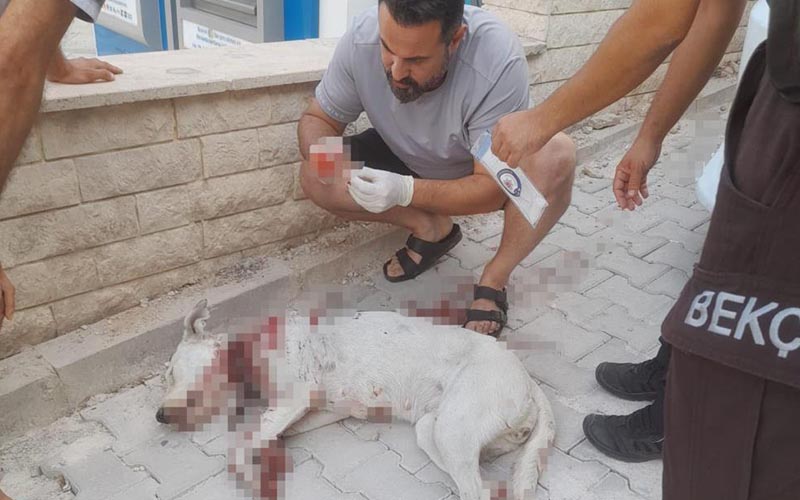 Hamile köpeği tüfekle vurdu