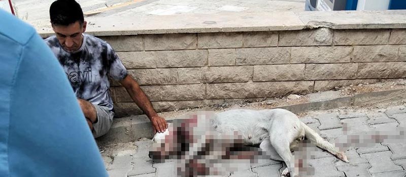 hamile köpeği vurdu