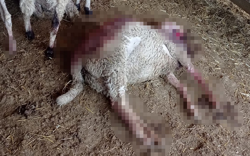 Kurtlar ağıldaki kuzulara saldırdı, yetkililerden çözüm istendi
