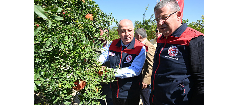 Denizli'de nar hasadı başladı