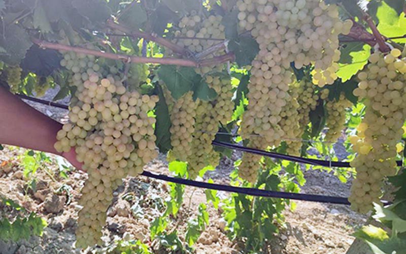Denizli’de coğrafi işaretli İsabey üzümünde hasat başladı