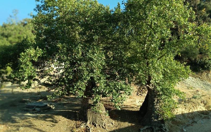 Asırlık çınar ağaçlarının korunması için çağrı