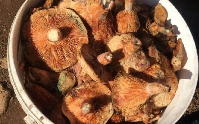 Çıntar ararken kalp krizi sonucu hayatını kaybetti