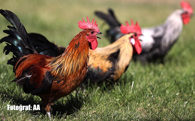 Denizli horozunun ırkı Konya’daki enstitüde korunuyor