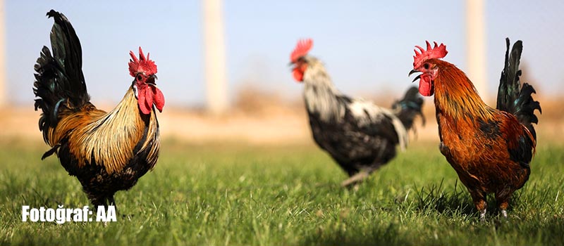 Denizli horozunun ırkı Konya'daki enstitüde korunuyor