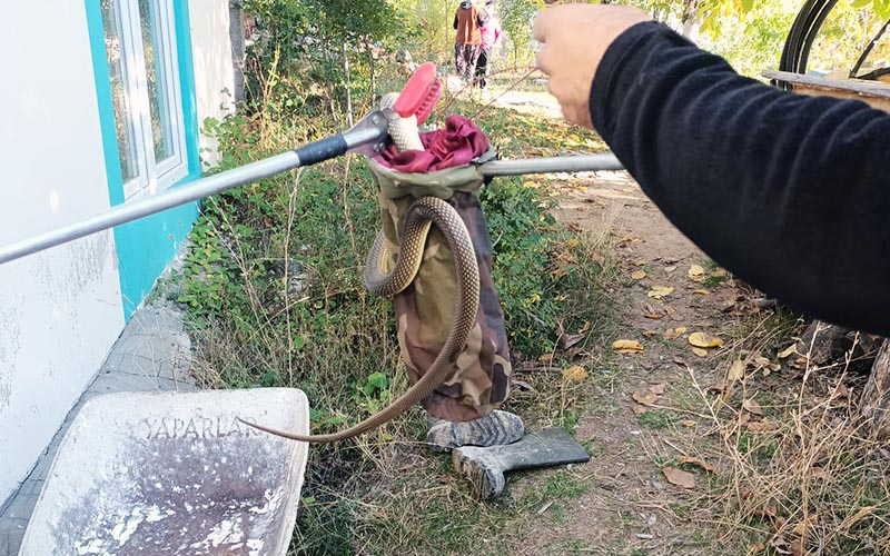 Evde 2 metrelik yılan yakalandı