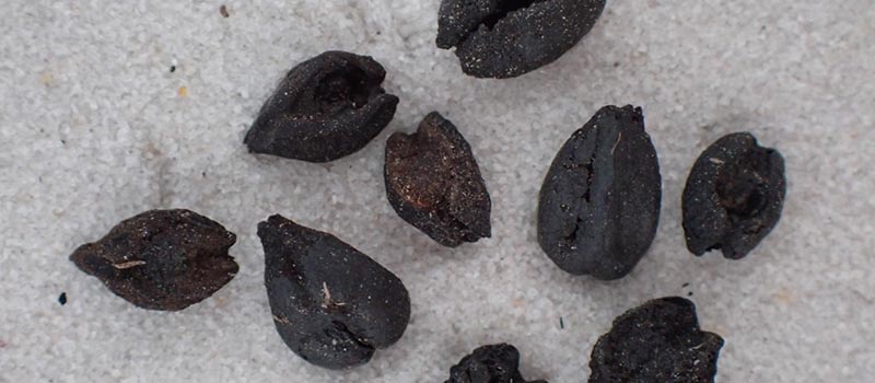 Denizli'deki arkeolojik kazılarda yanmış ev kalıntısı bulundu