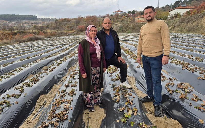 Üreticiler çilek dikme çalışmasına başladı