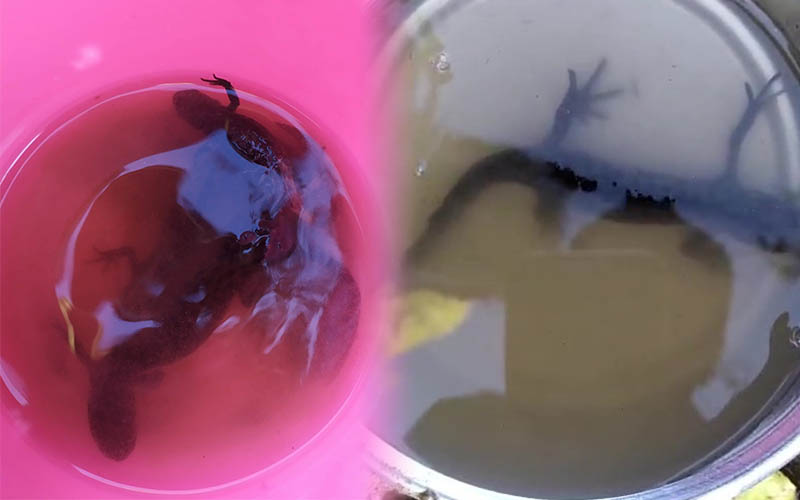 Kuyudan su çekti, kovadan semender çıktı
