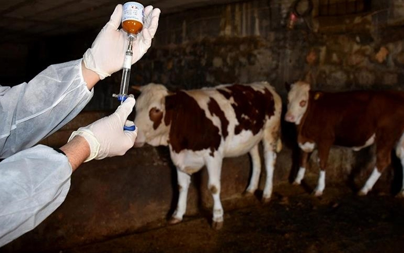 Şap hastalığına karşı 251 bin 700 hayvan aşılandı