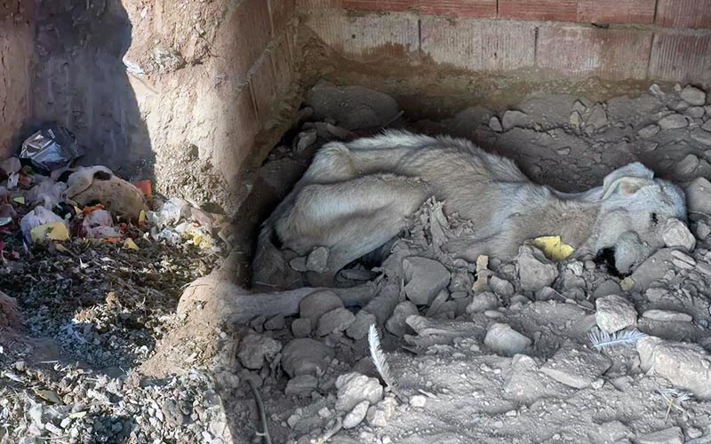 Aç kalan köpekler birbirini yedi iddiası
