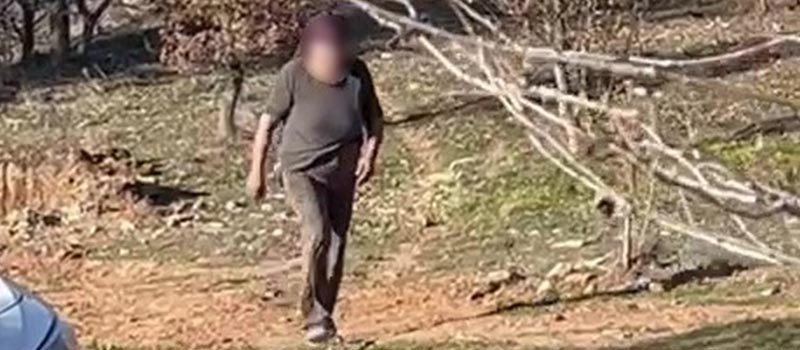 Denizli köpekler birbirini yedi
