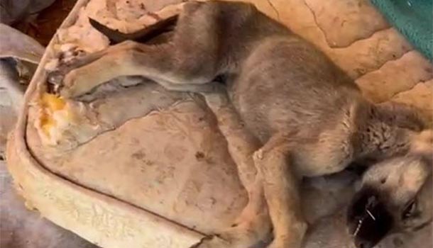 Denizli köpekler birbirini yedi