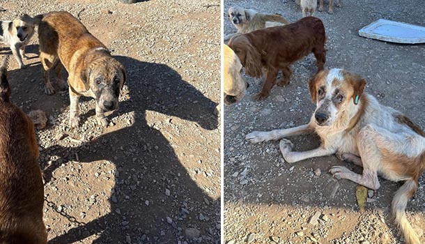 Denizli köpekler birbirini yedi