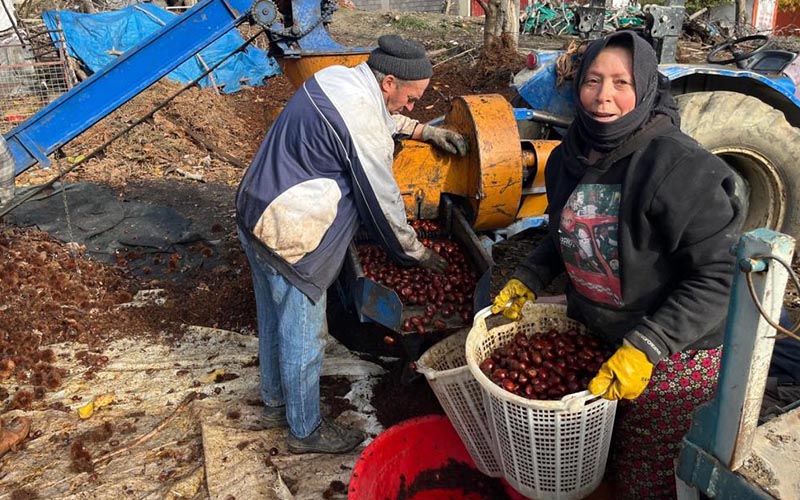 Buldan kestanesinin sofralara yolculuğu başladı