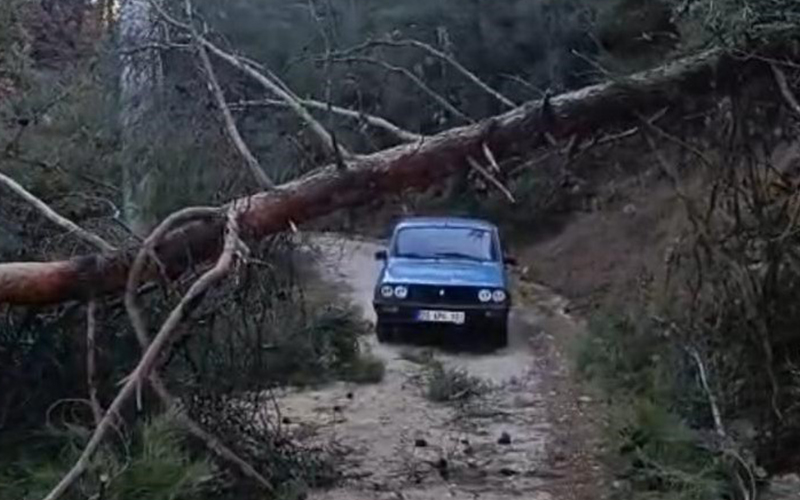 Devrilen ağaçlar yolu ulaşıma kapattı