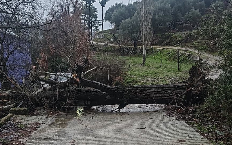 Asırlık ağaç fırtınada devrildi