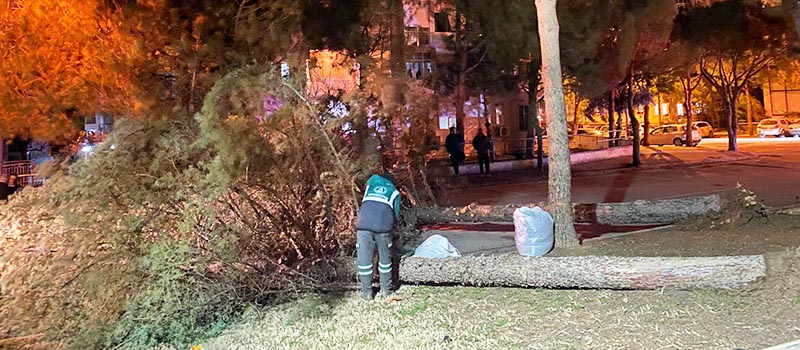 Denizli fırtınada devrilen ağaçlar
