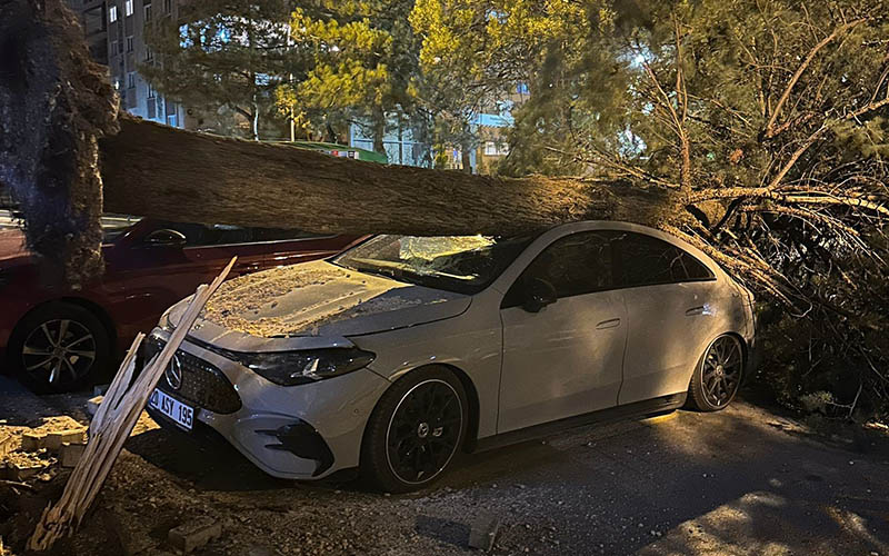 Lüks aracın üzerine ağaç devrildi