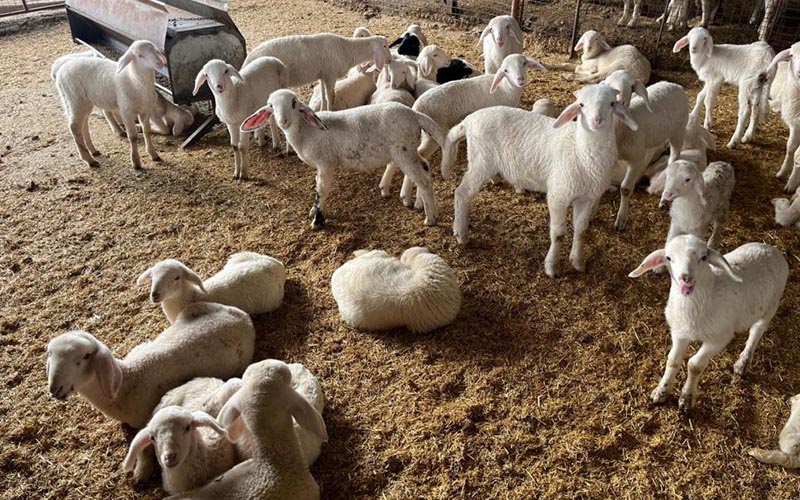 Doğan kuzular yetiştiricilerin yüzünü güldürdü