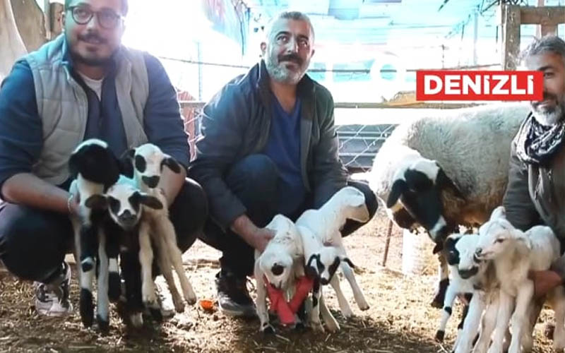 Bir batında 9 kuzu doğurdu