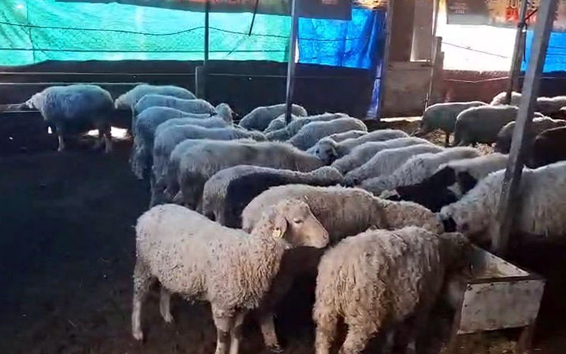 İki kardeşin hobisi meslek oldu: 4 koyunla başladılar, 200’ün üzerine çıktı