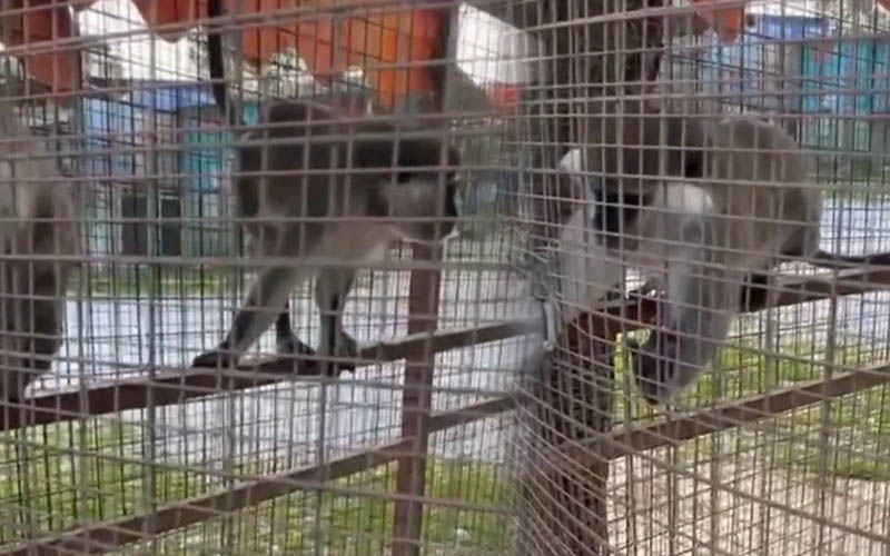 3 örümcek maymunu koruma altına alındı