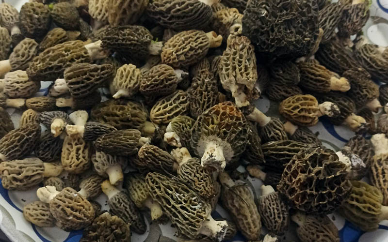 Kuzugöbeğinde bolluk: Kilosu 2 bin liradan satılıyor