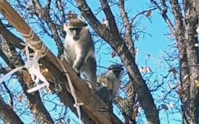 Ağaçta görülen maymunlardan biri yakalandı, diğeri kaçtı