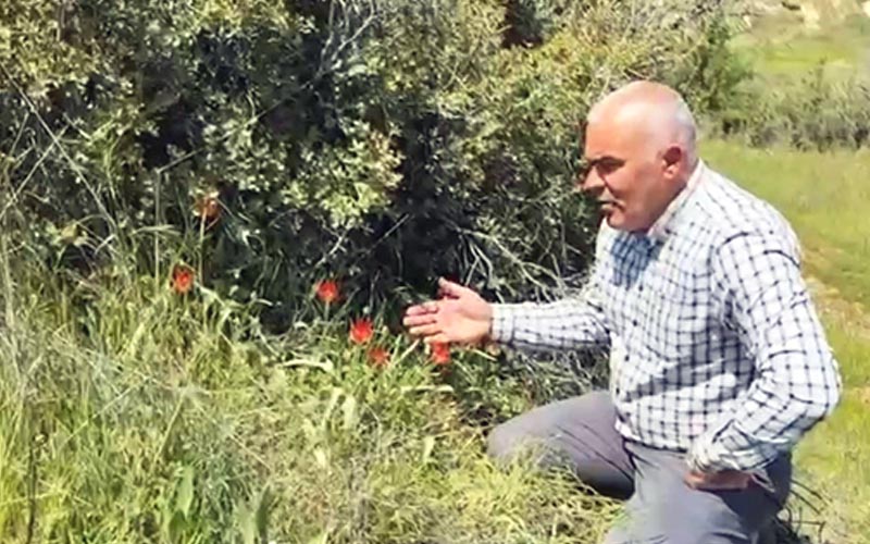 Anemon lalesi açtı, muhtar koruma çağrısı yaptı