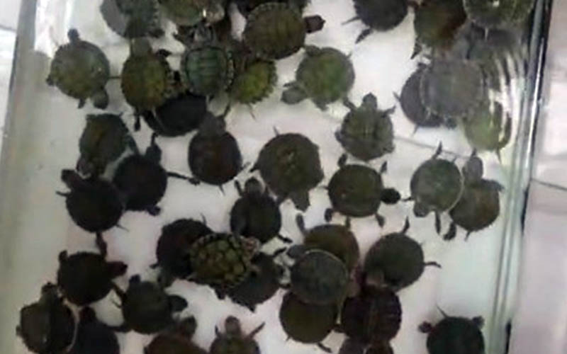 164 hayvan korumaya alındı, para cezası uygulandı